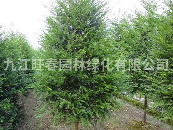 紅豆杉